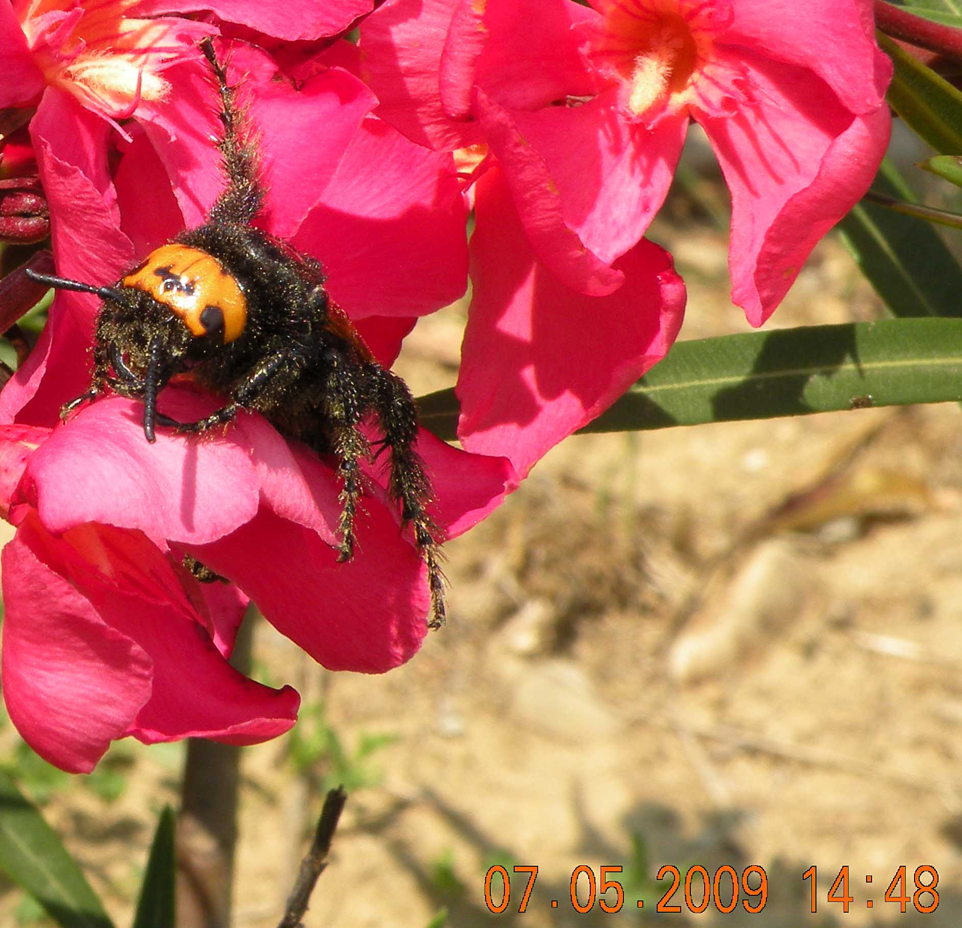 Femmina di Megascolia maculata flavifrons