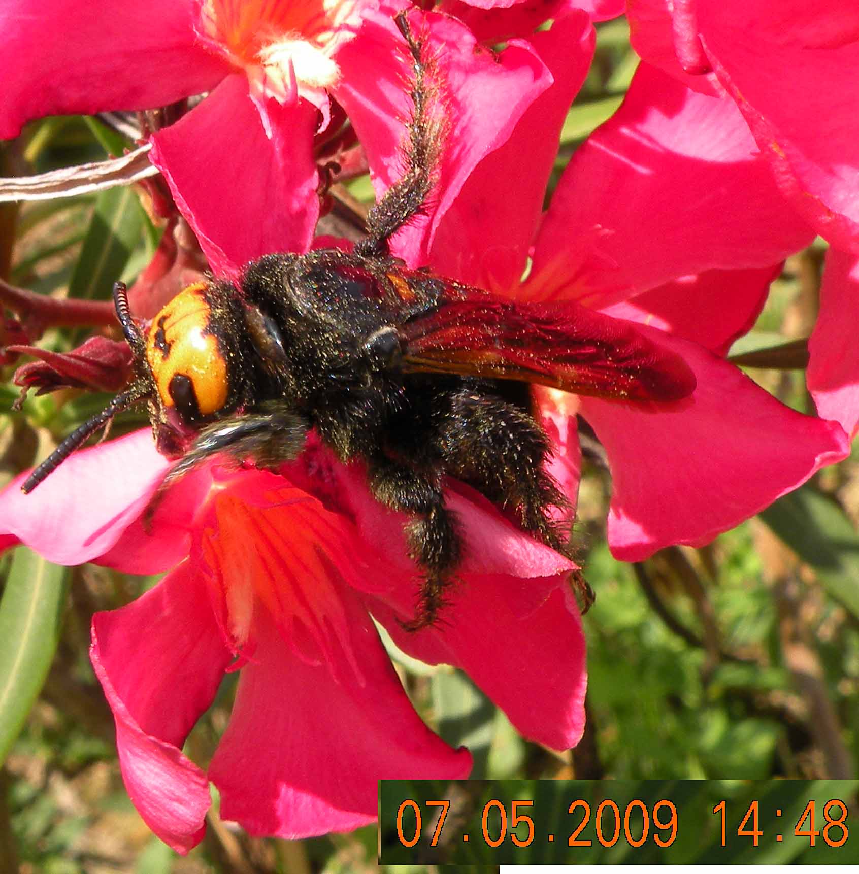 Femmina di Megascolia maculata flavifrons