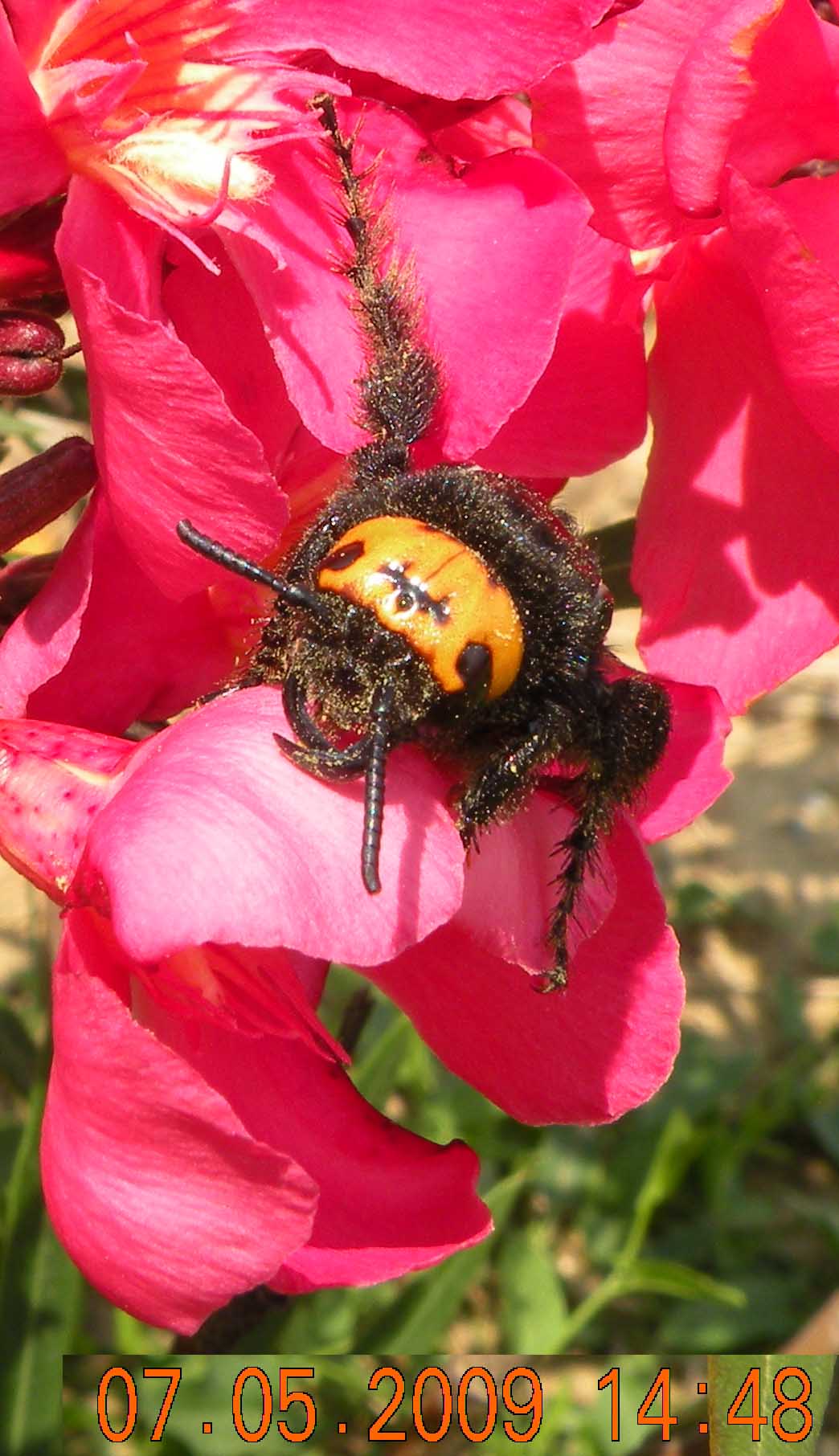 Femmina di Megascolia maculata flavifrons