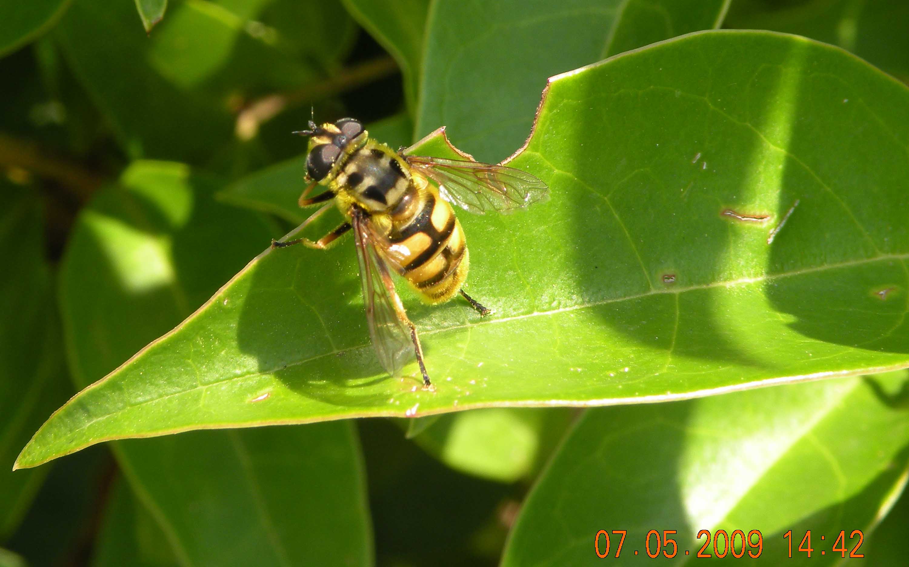 Myiatropa florea (Syrphidae)