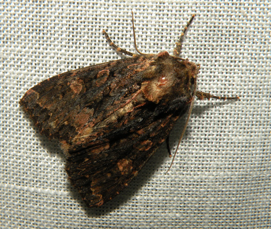 Noctuide? - Mamestra brassicae