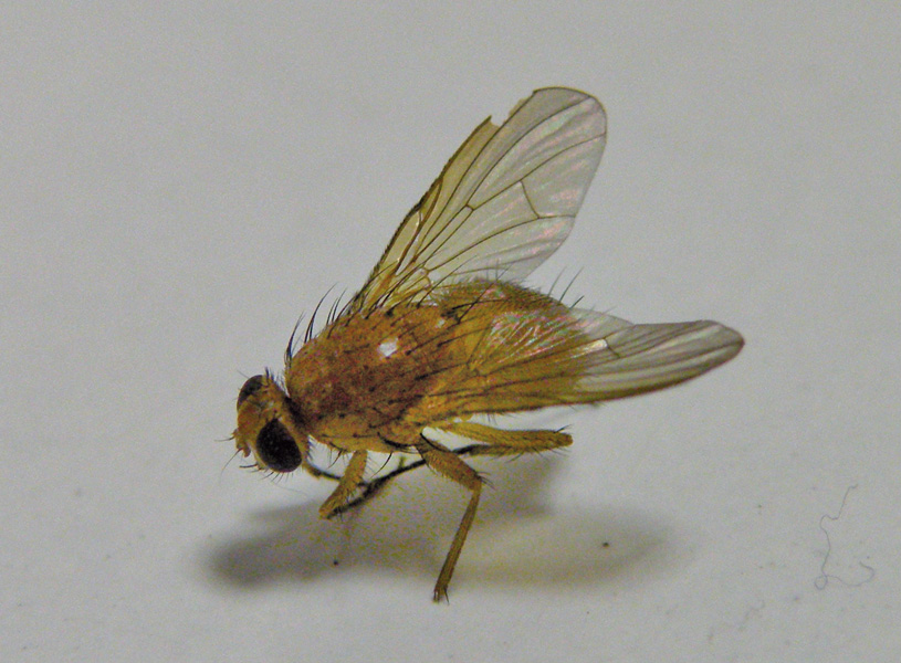 mosca da identificare