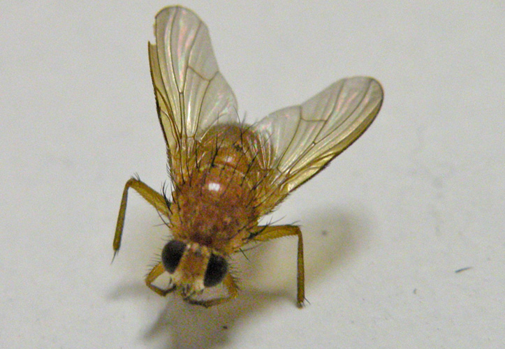 mosca da identificare