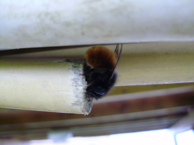 Osmia cornuta sul nido