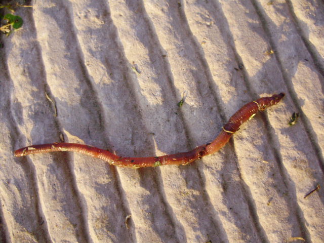 Lumbricus sp.