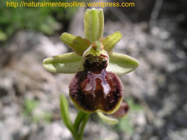 Orchidee nel Pollino 2: i volti