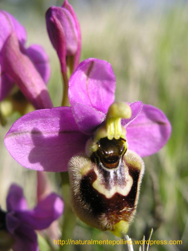 Orchidee nel Pollino 2: i volti