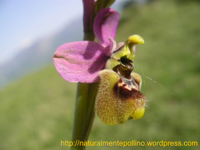 Orchidee nel Pollino 2: i volti