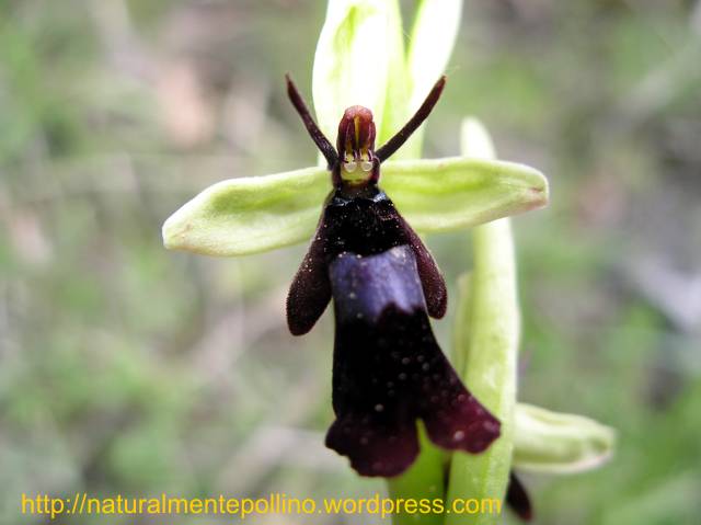 Orchidee nel Pollino 2: i volti