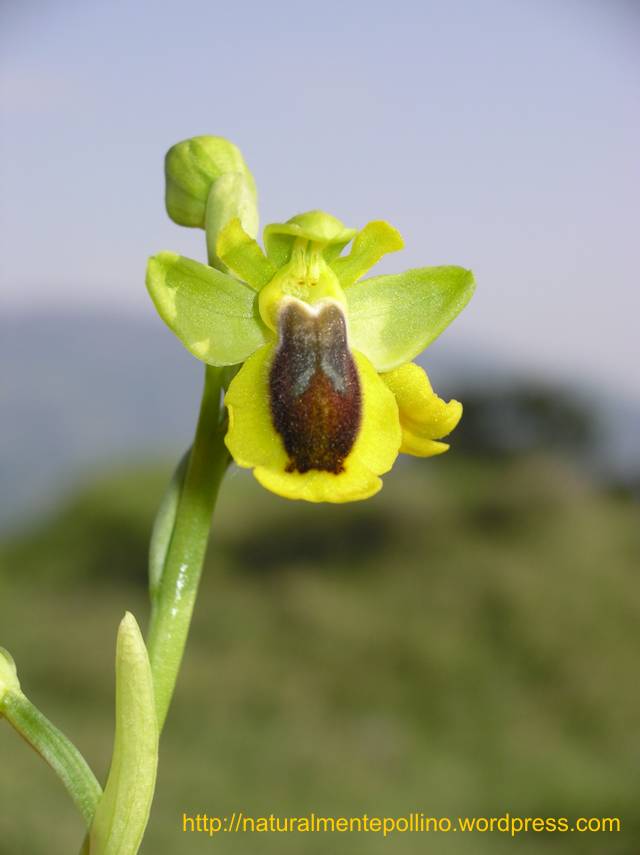 Orchidee nel Pollino 2: i volti