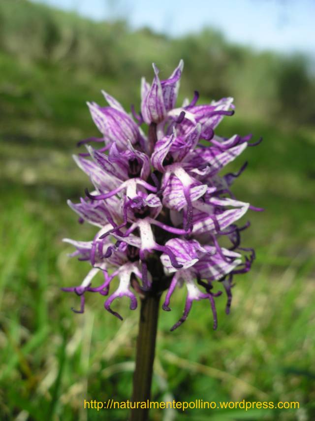 Orchidee nel Pollino 2: i volti