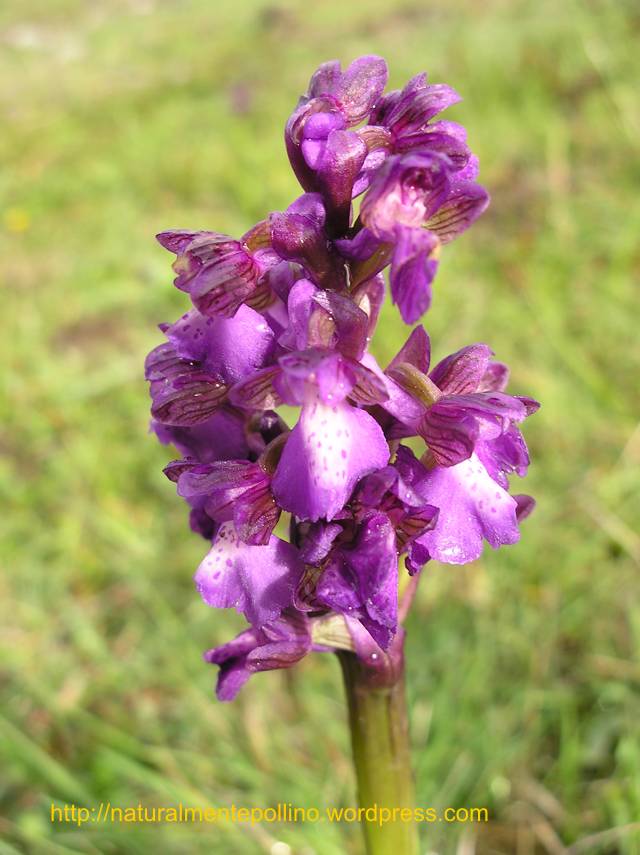 Orchidee nel Pollino 2: i volti