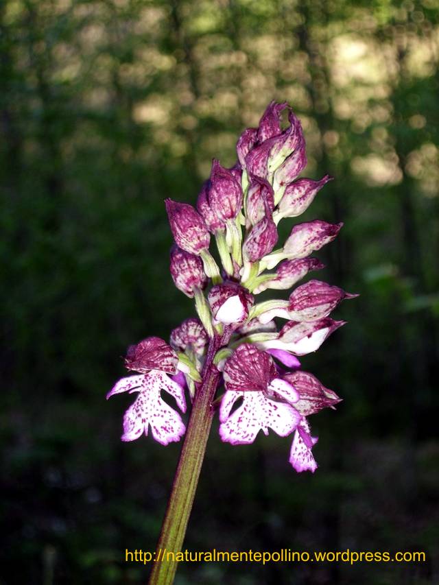 Orchidee nel Pollino 2: i volti