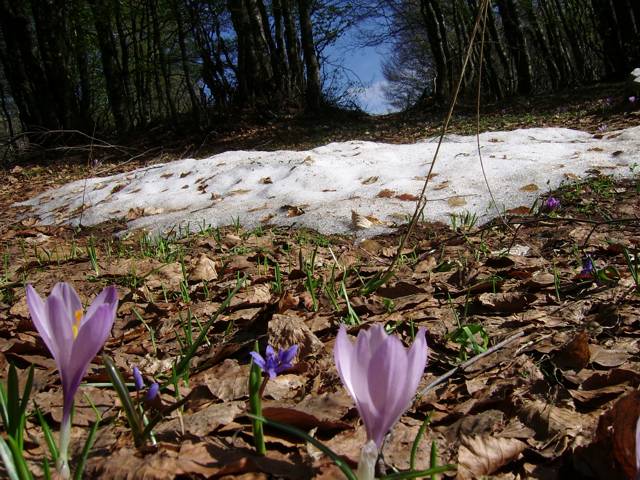 Primavera sul Pollino