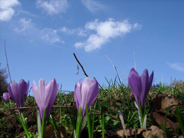 Primavera sul Pollino