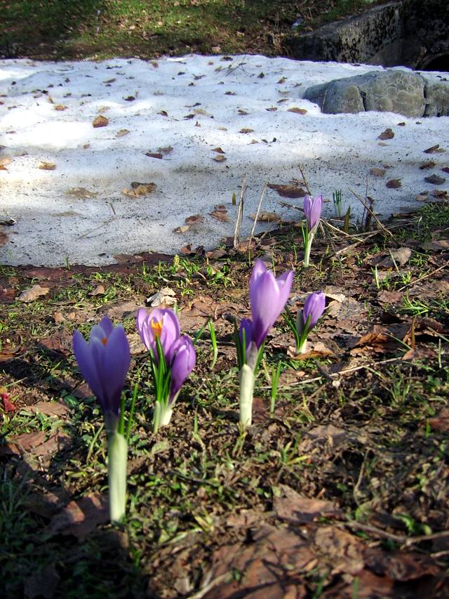 Primavera sul Pollino