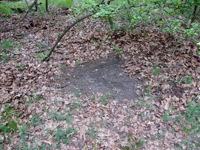 caprioli , riserva La Fagiana Parco del Ticino, lombardia