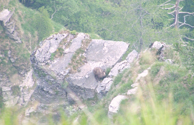 camoscio al monte generoso, svizzera