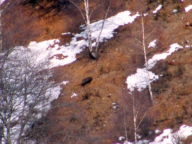 camoscio al monte generoso, svizzera