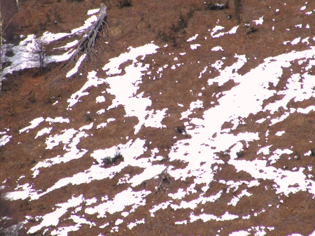 camoscio al monte generoso, svizzera