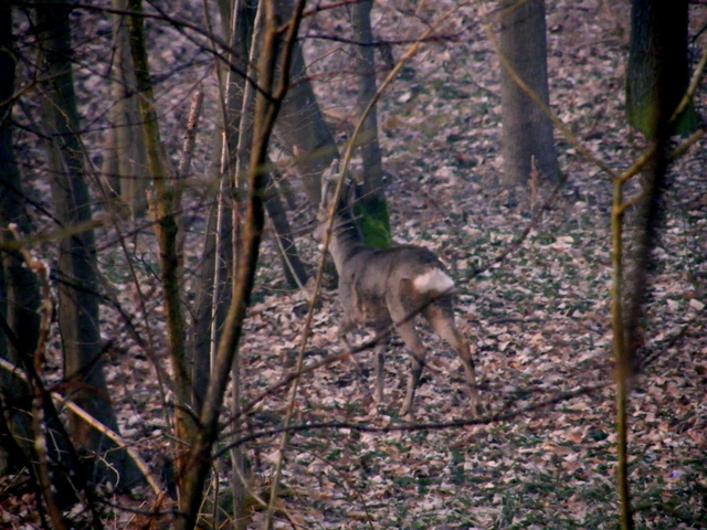 caprioli , riserva La Fagiana Parco del Ticino, lombardia