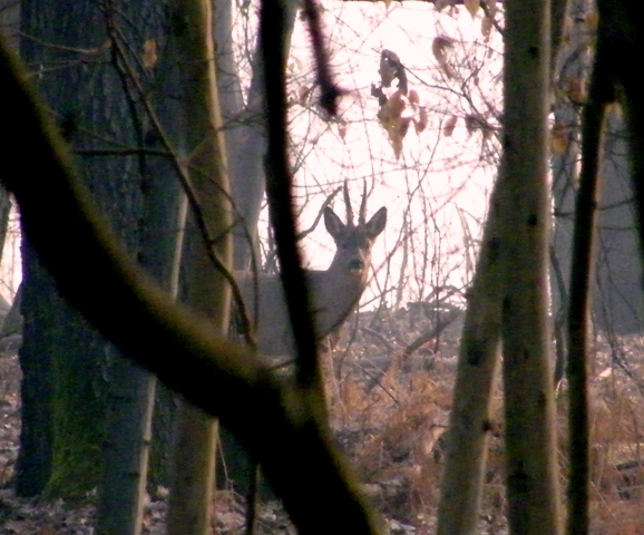 caprioli , riserva La Fagiana Parco del Ticino, lombardia