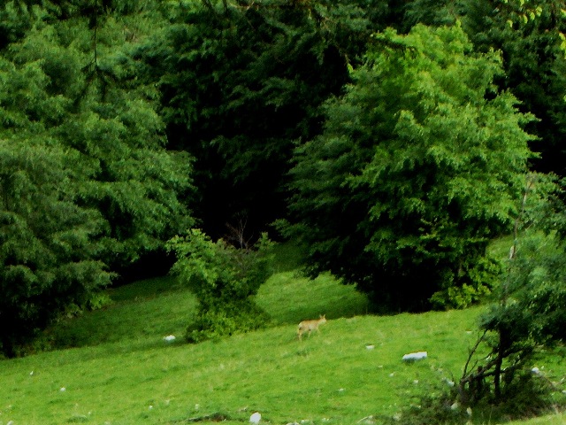 Vita e morte in valle dintelvi Como