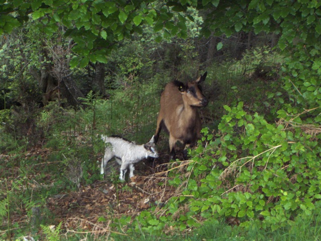 Vita e morte in valle dintelvi Como