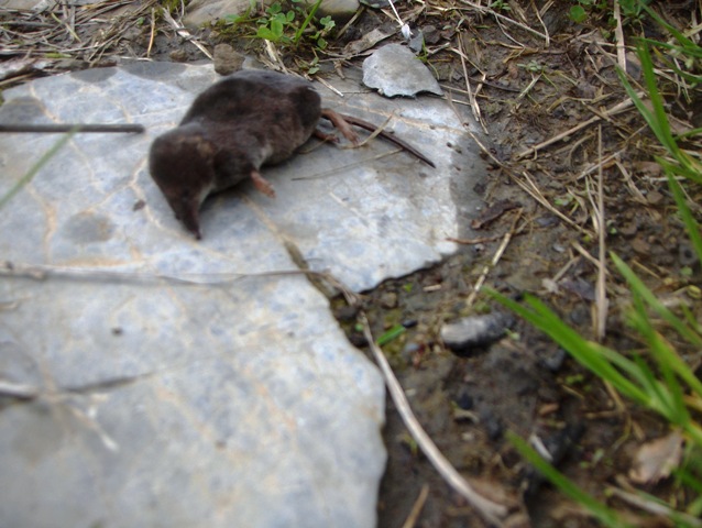 Vita e morte in valle dintelvi Como