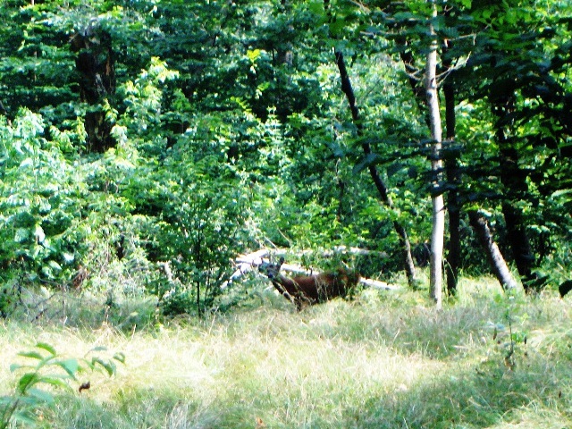 caprioli , riserva La Fagiana Parco del Ticino, lombardia