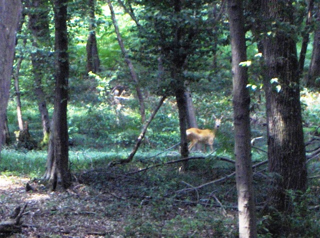 caprioli , riserva La Fagiana Parco del Ticino, lombardia