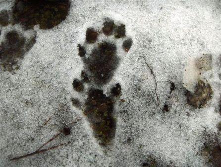 lontra in Basilicata