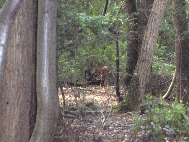 caprioli , riserva La Fagiana Parco del Ticino, lombardia