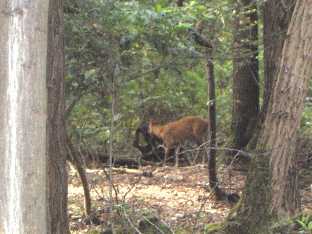 caprioli , riserva La Fagiana Parco del Ticino, lombardia