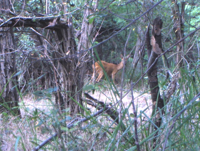 caprioli , riserva La Fagiana Parco del Ticino, lombardia