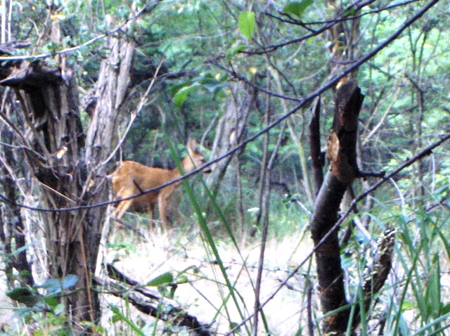 caprioli , riserva La Fagiana Parco del Ticino, lombardia