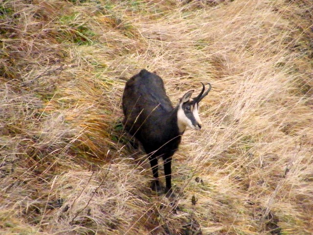 camoscio al monte generoso, svizzera