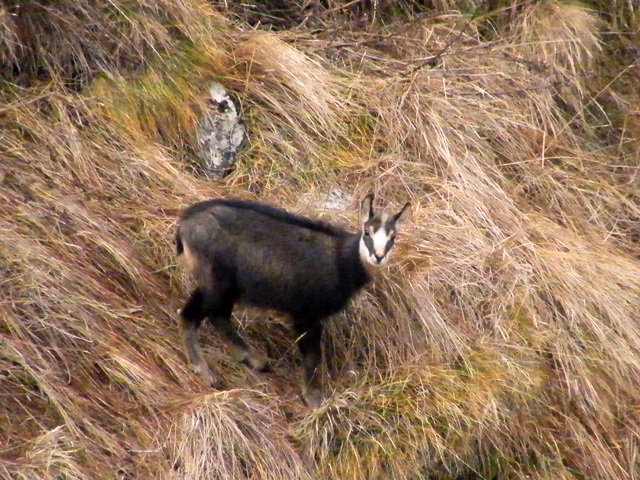 camoscio al monte generoso, svizzera