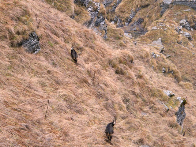 camoscio al monte generoso, svizzera