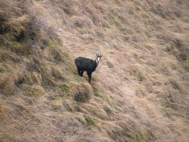 camoscio al monte generoso, svizzera