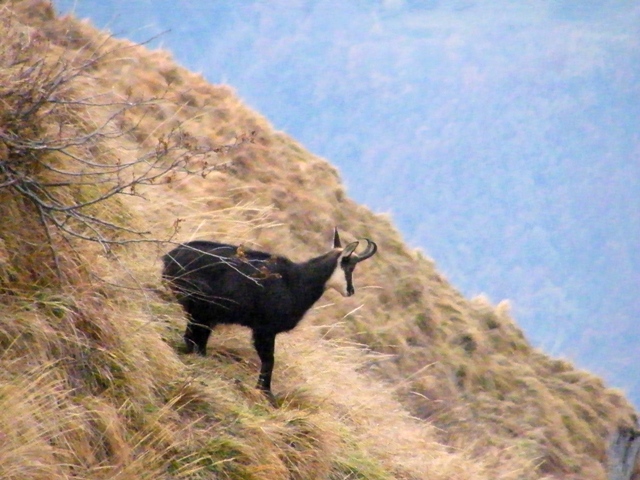 camoscio al monte generoso, svizzera