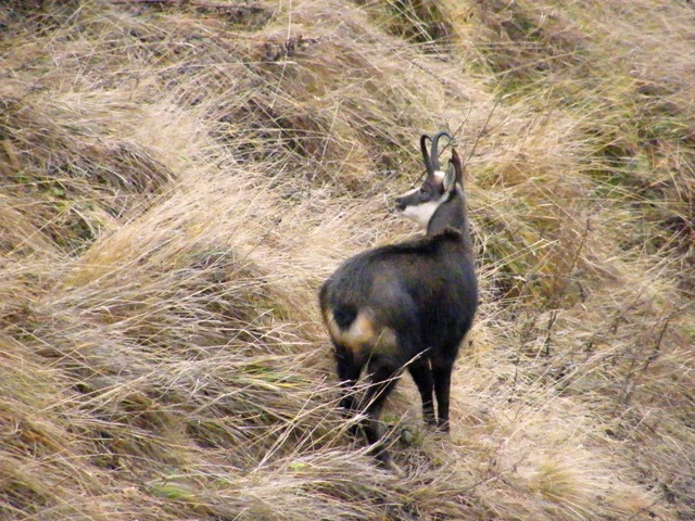 camoscio al monte generoso, svizzera