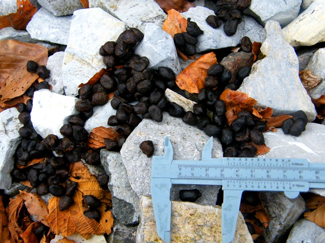 camoscio al monte generoso, svizzera