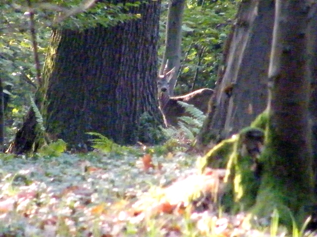 caprioli , riserva La Fagiana Parco del Ticino, lombardia