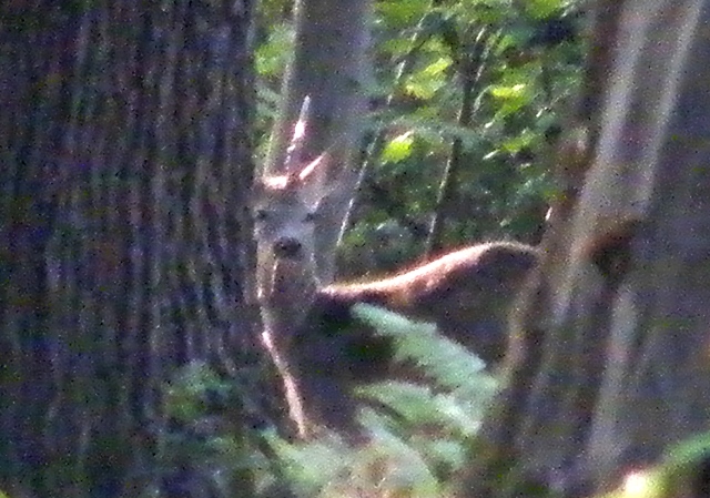 caprioli , riserva La Fagiana Parco del Ticino, lombardia