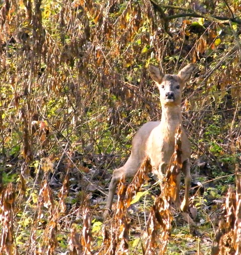 caprioli , riserva La Fagiana Parco del Ticino, lombardia