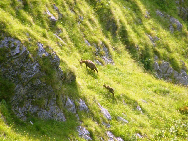 camoscio al monte generoso, svizzera