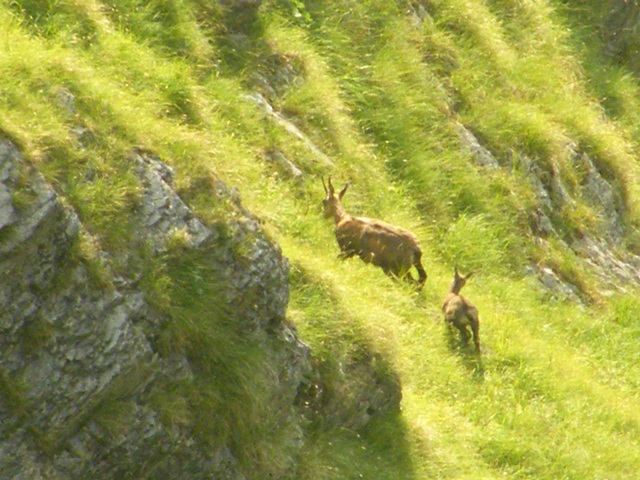 camoscio al monte generoso, svizzera