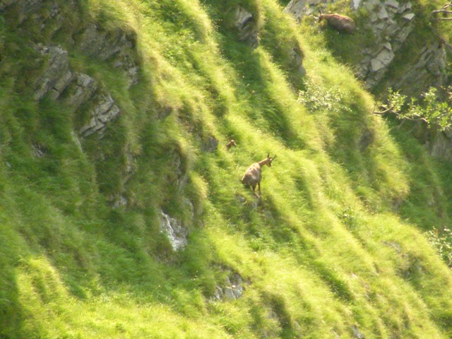 camoscio al monte generoso, svizzera