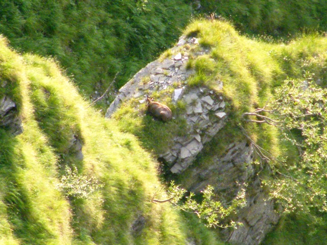 camoscio al monte generoso, svizzera